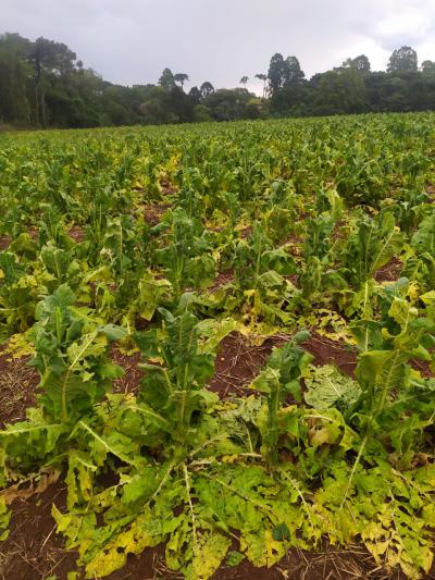 Intensa chuva de granizo surpreende moradores de Virmond e região